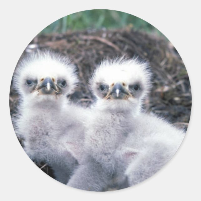 Bald Eagle Chicks Classic Round Sticker (Front)