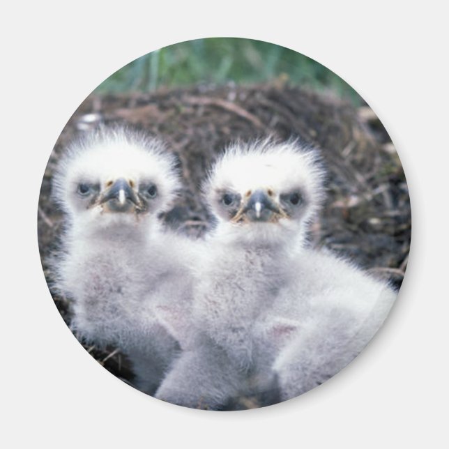 Bald Eagle Chicks Magnet (Front)