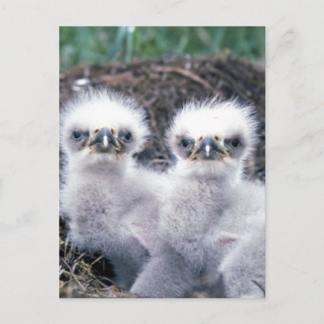 Bald Eagle Chicks Postcard (Front)