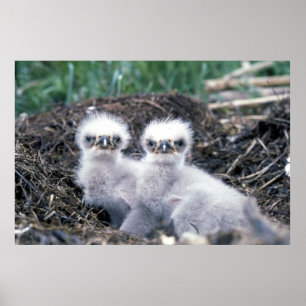 Bald eagle chicks poster