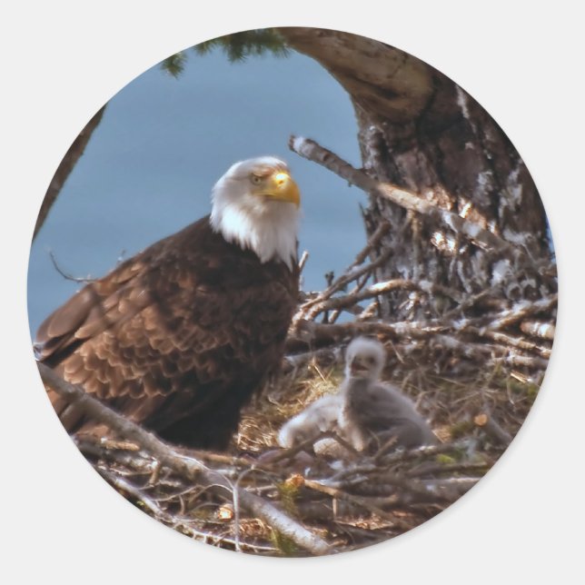 Bald Eagle Chicks - Sticker (Front)