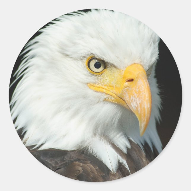 Bald Eagle Classic Round Sticker (Front)