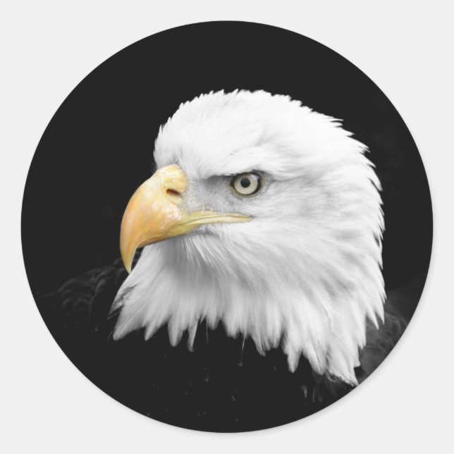Bald Eagle Classic Round Sticker (Front)