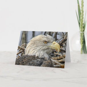 Bald Eagle Close Up Greeting Card