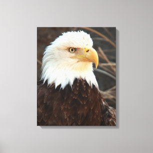 Bald Eagle Closeup Canvas Print