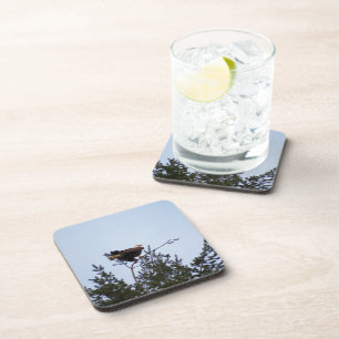 Bald Eagle Coaster