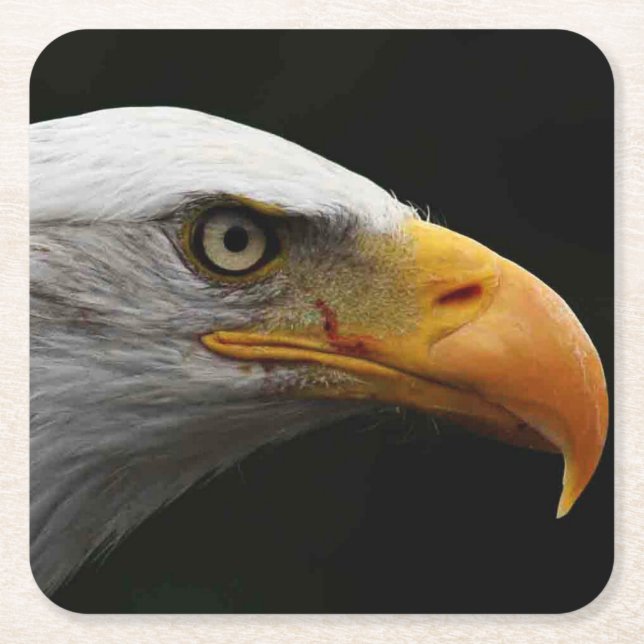 Bald Eagle coastercna Square Paper Coaster (Front)