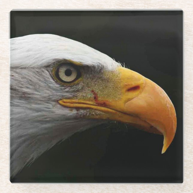 Bald Eagle coastercnm Glass Coaster (Front)