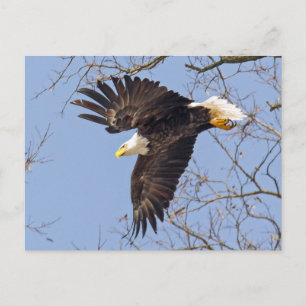 Bald Eagle Dive Postcard