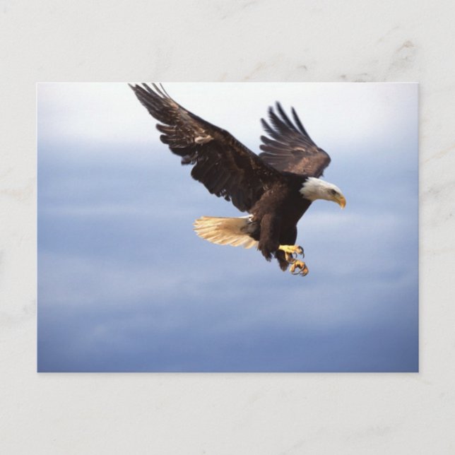 Bald Eagle Dive Postcard (Front)