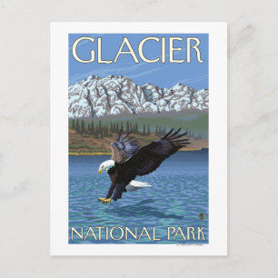 Bald Eagle Diving - Glacier National Park, MT Postcard
