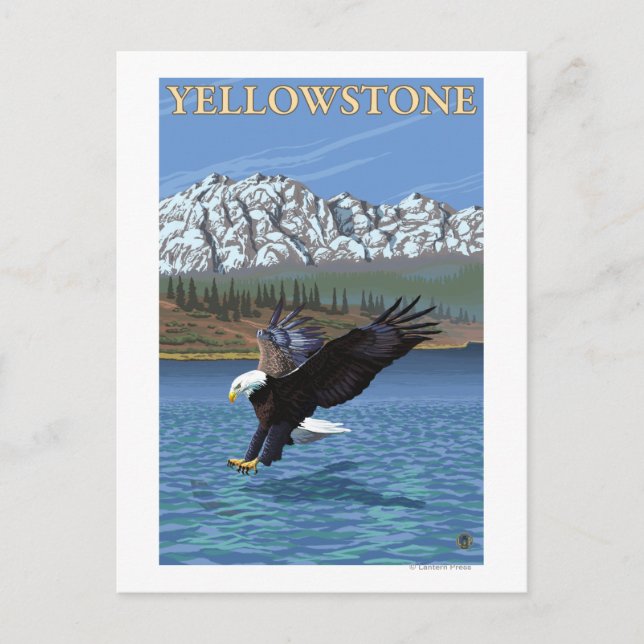 Bald Eagle Diving - Yellowstone National Park Postcard (Front)