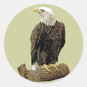 Bald Eagle Drawing Classic Round Sticker