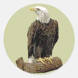 Bald Eagle Drawing Classic Round Sticker