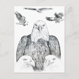 Bald Eagle Drawing Postcard