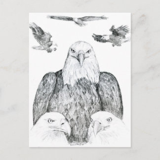 Bald Eagle Drawing Postcard