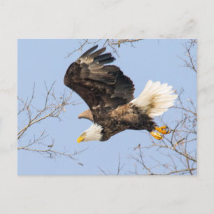 Bald Eagle Eyes Its Prize Postcard