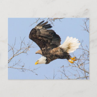 Bald Eagle Eyes Its Prize Postcard