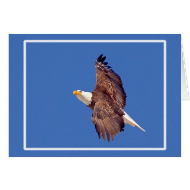 Bald Eagle Eyes To the Sky (Front Horizontal)