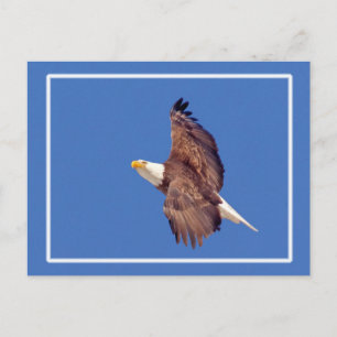Bald Eagle Eyes To the Sky Postcard