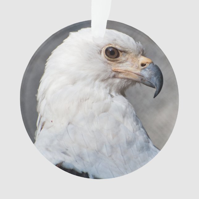 Bald Eagle Family Name Ornament (Front)