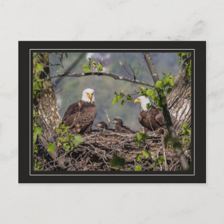 Bald Eagle Family Portrait Postcard