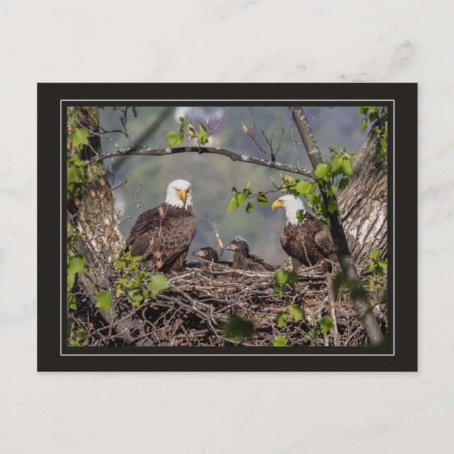 Bald Eagle Family Portrait Postcard (Front)