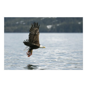 Bald Eagle Fish Retrieval Photo Print