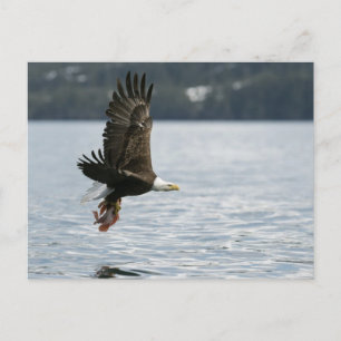 Bald Eagle Fish Retrieval Postcard