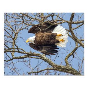 Bald Eagle Flash Photo Print