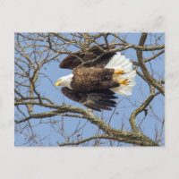 Bald Eagle Flash