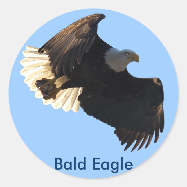 Bald Eagle Flight Collection II Classic Round Sticker (Front)