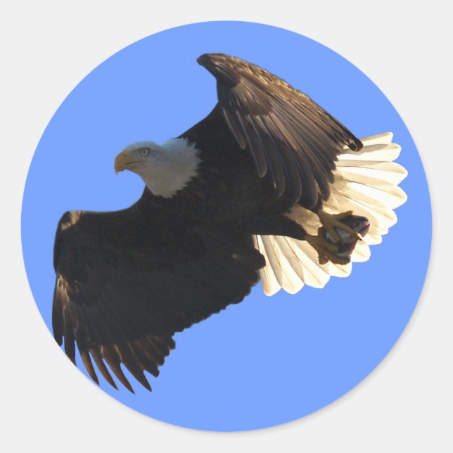 Bald Eagle Flight Collection II Classic Round Sticker (Front)