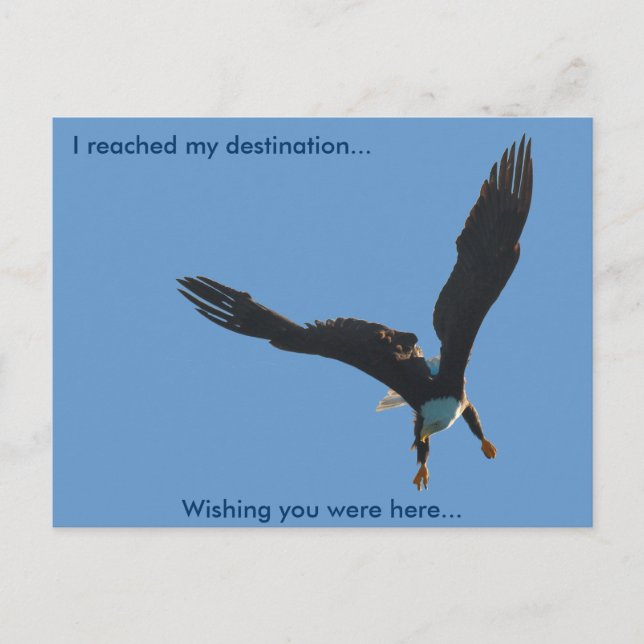 Bald Eagle Flight Collection II Postcard (Front)