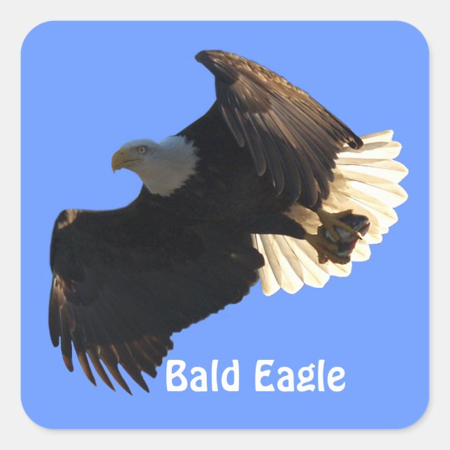 Bald Eagle Flight Collection II Stickers (Front)
