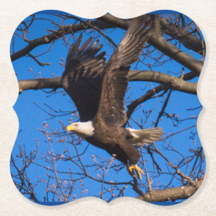 Bald Eagle Flight Paper Coaster