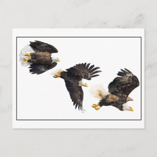 Bald Eagle Flight Postcard