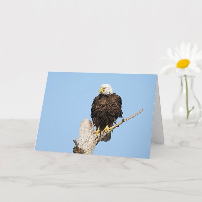 Bald Eagle Fluffing Feathers Greeting Card (Small Plant)