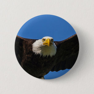 Bald Eagle Flyby Up Close 6 Cm Round Badge