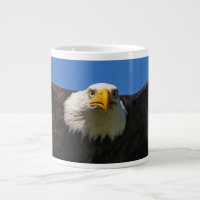 Bald Eagle Flyby Up Close