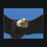 Bald Eagle Flyby Up Close Postcard<br><div class="desc">Bald Eagle flyby up close</div>