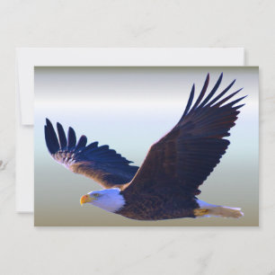 Bald Eagle Flying
