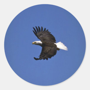 Bald Eagle flying across blue sky Classic Round Sticker