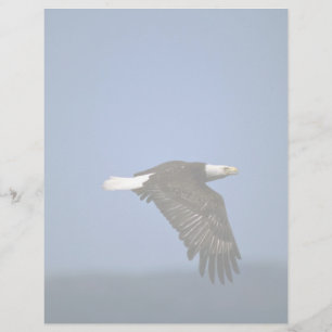 Bald Eagle flying across horizon