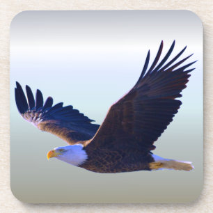 Bald Eagle Flying Coaster
