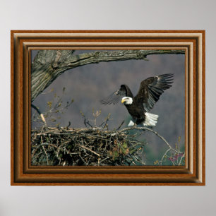 Bald Eagle 'Framed Print' Poster