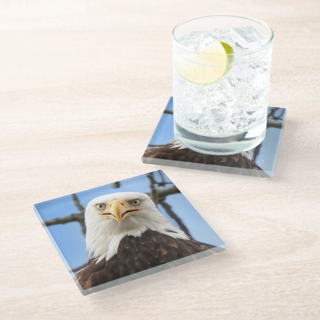 Bald Eagle Funny Face Wildlife Bird Photgraphy Glass Coaster (Angled)