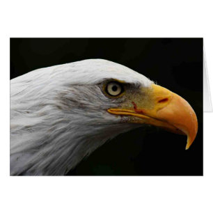 Bald Eagle gccna