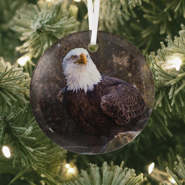 Bald Eagle Glass Tree Decoration (Insitu)