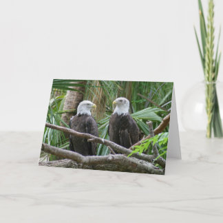 Bald Eagle Greeting Card